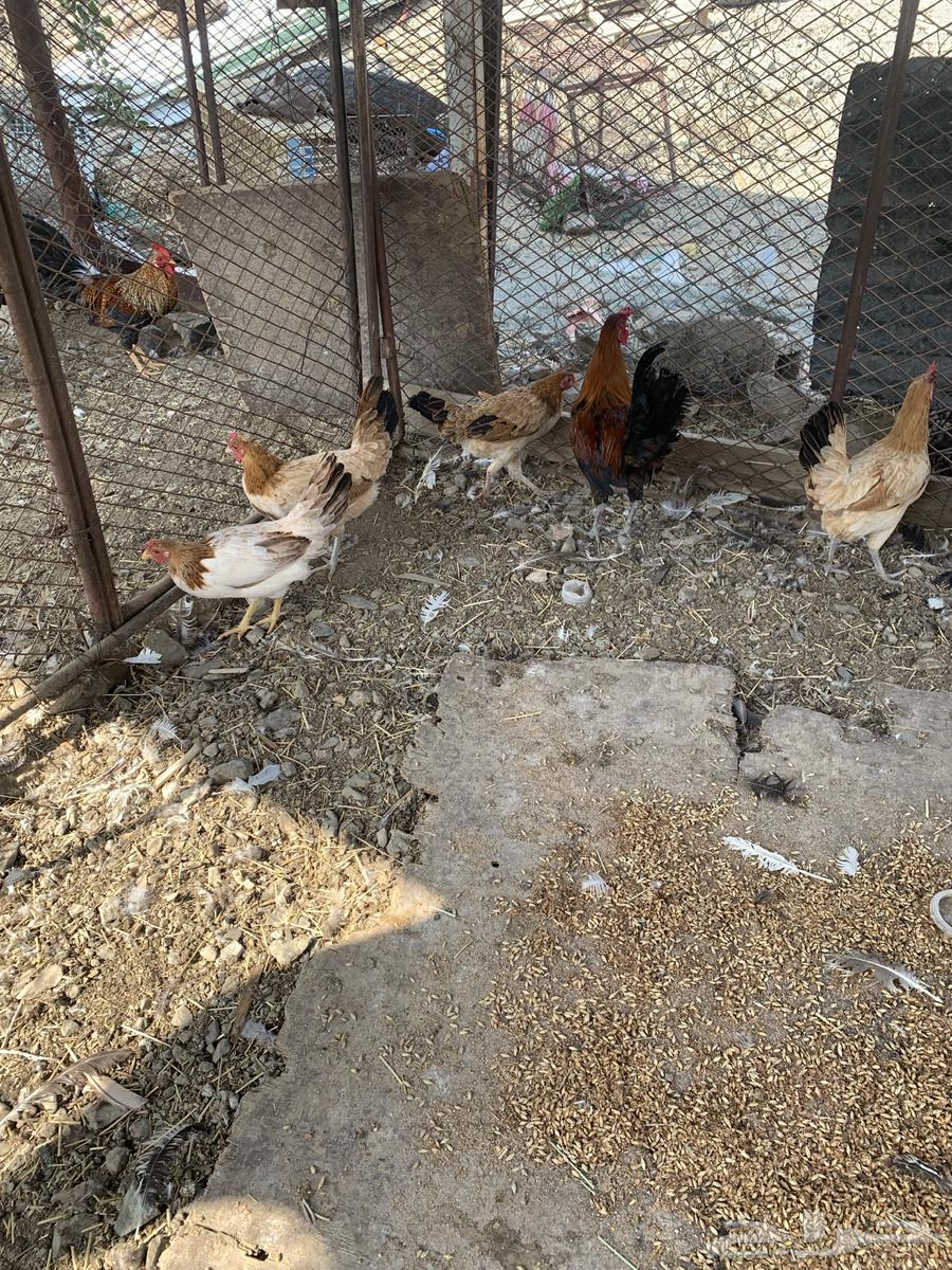 دجاج بلدي وز بلدي للبيع64496681896962114