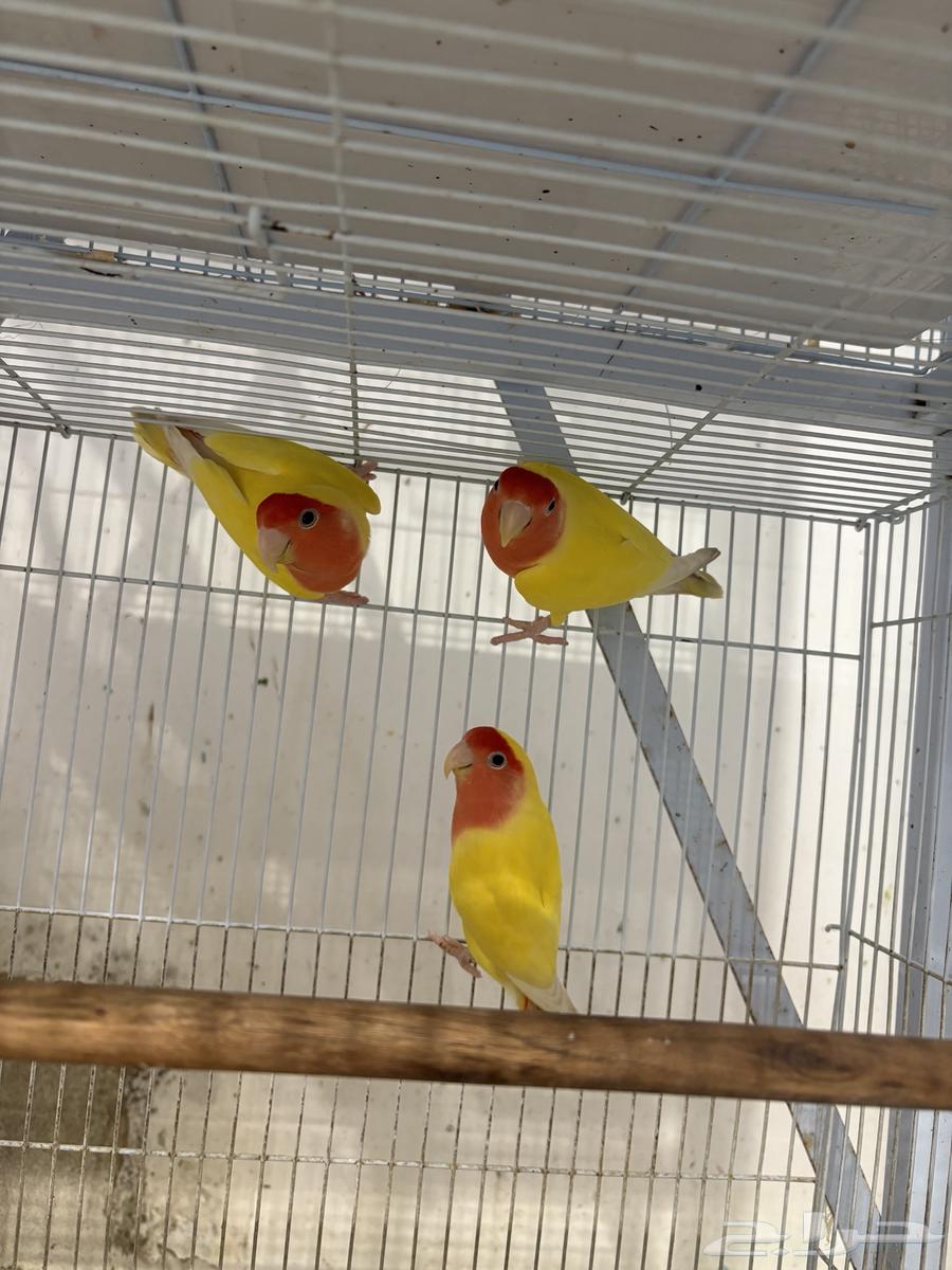 للبيع مجموعة روز64495871791747112