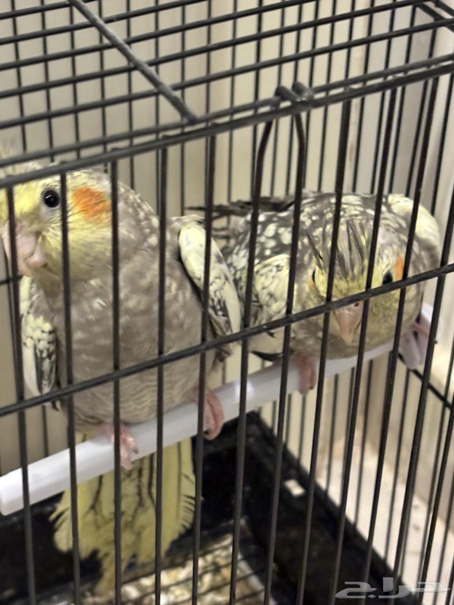 زوج كروان للبيع64498618987010112