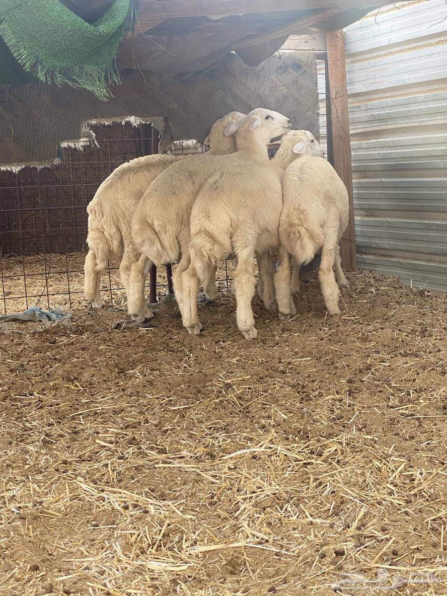 طليان حرية من مراحي- تم البيع64495338008322110