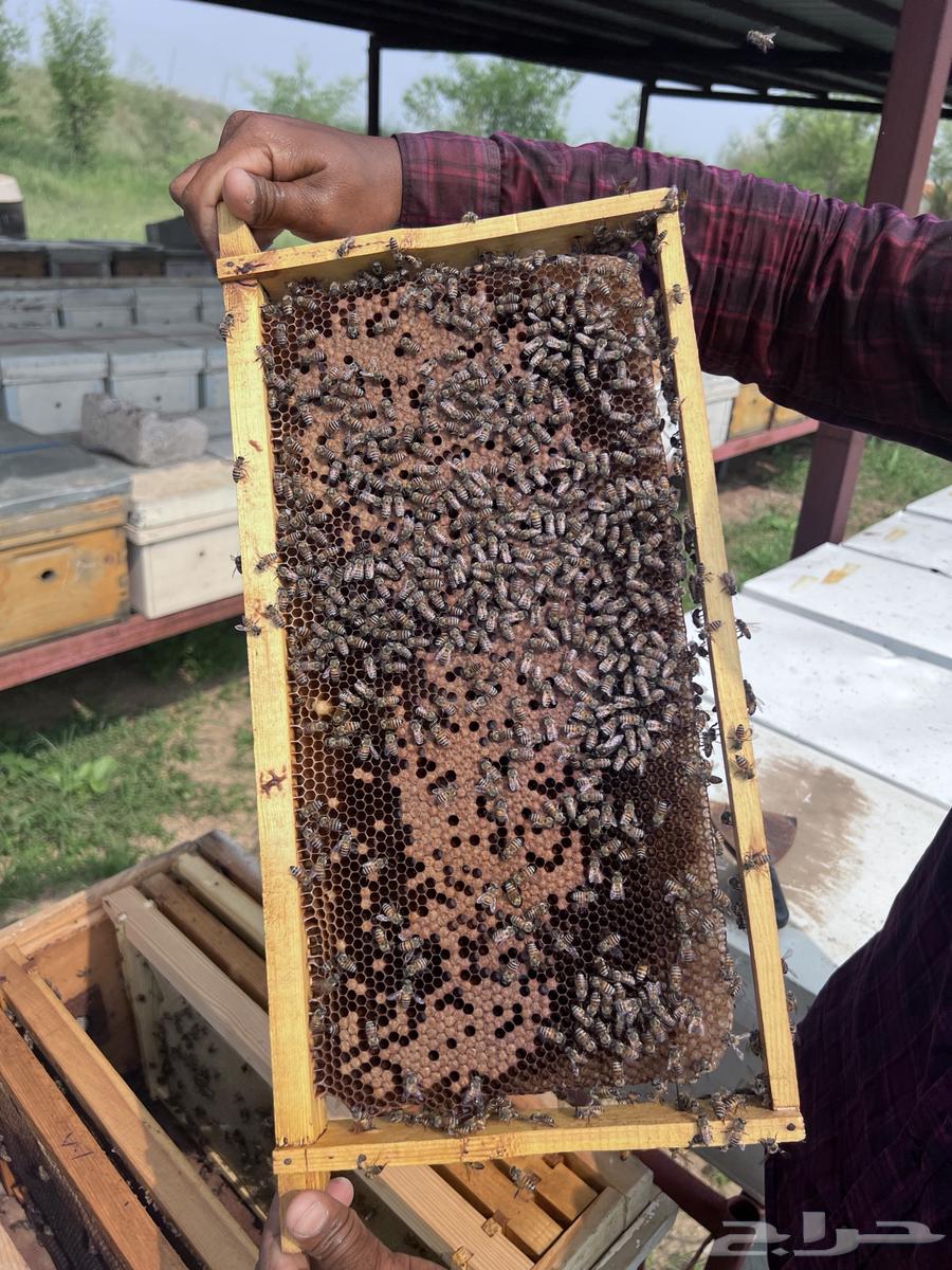 نحل افرنجي بلدي64500339987073114