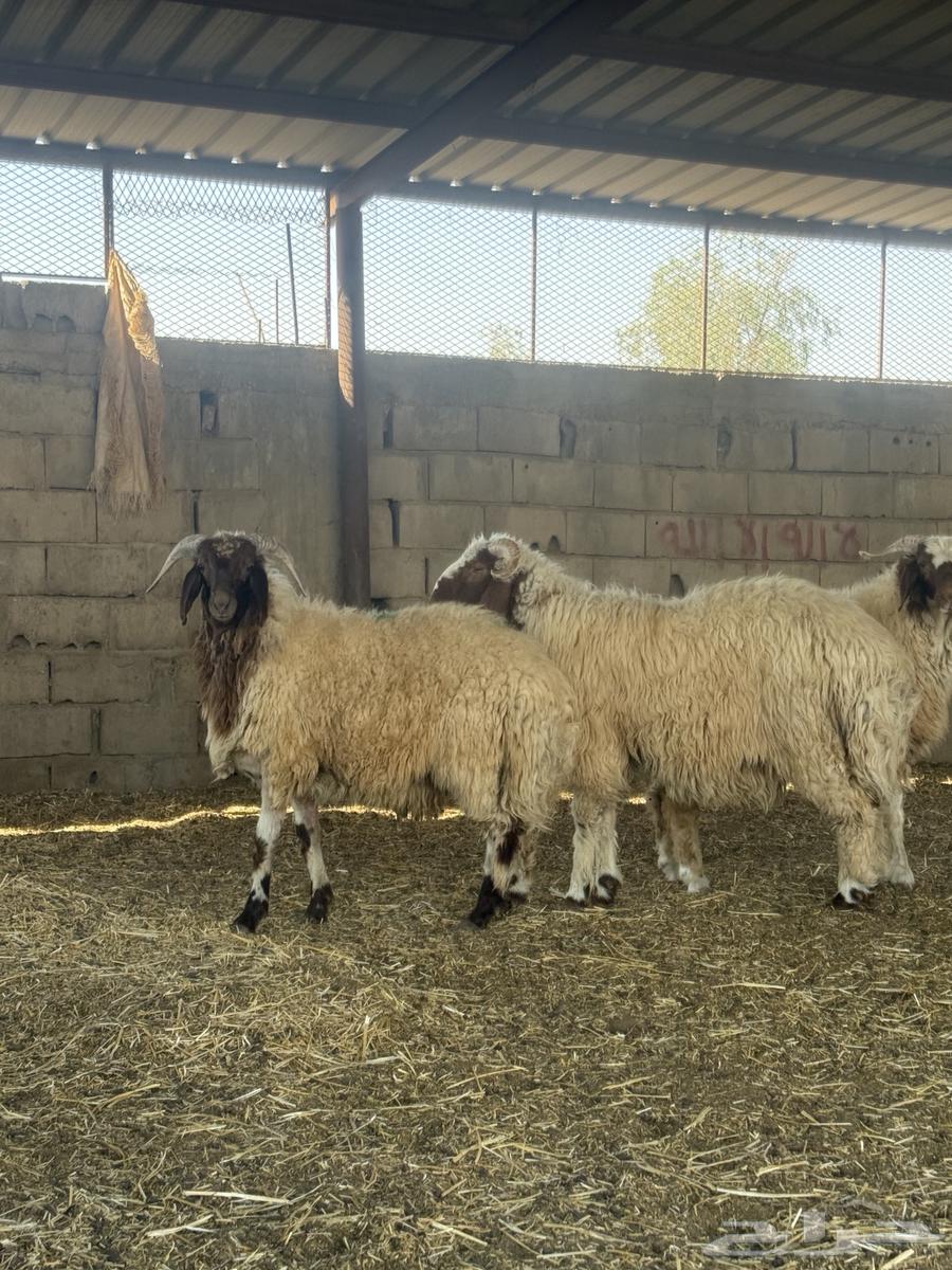 خرفان نعيم فاخر64499131922178113