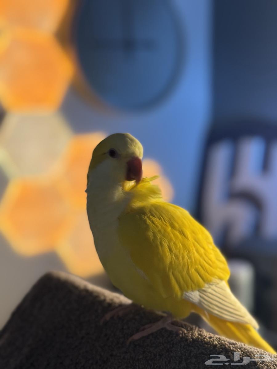 Cute Latino Quaker with internal and external crest64501090883458110