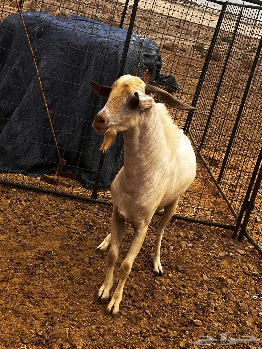 تيس للبيع بيشي64500022326145110