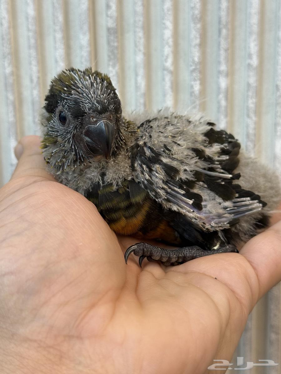 فرخ دوسكي لوري - صن كنيور64502707328386113