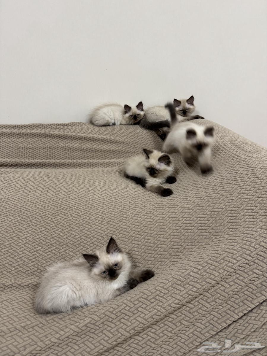 Kittens64500394932611111