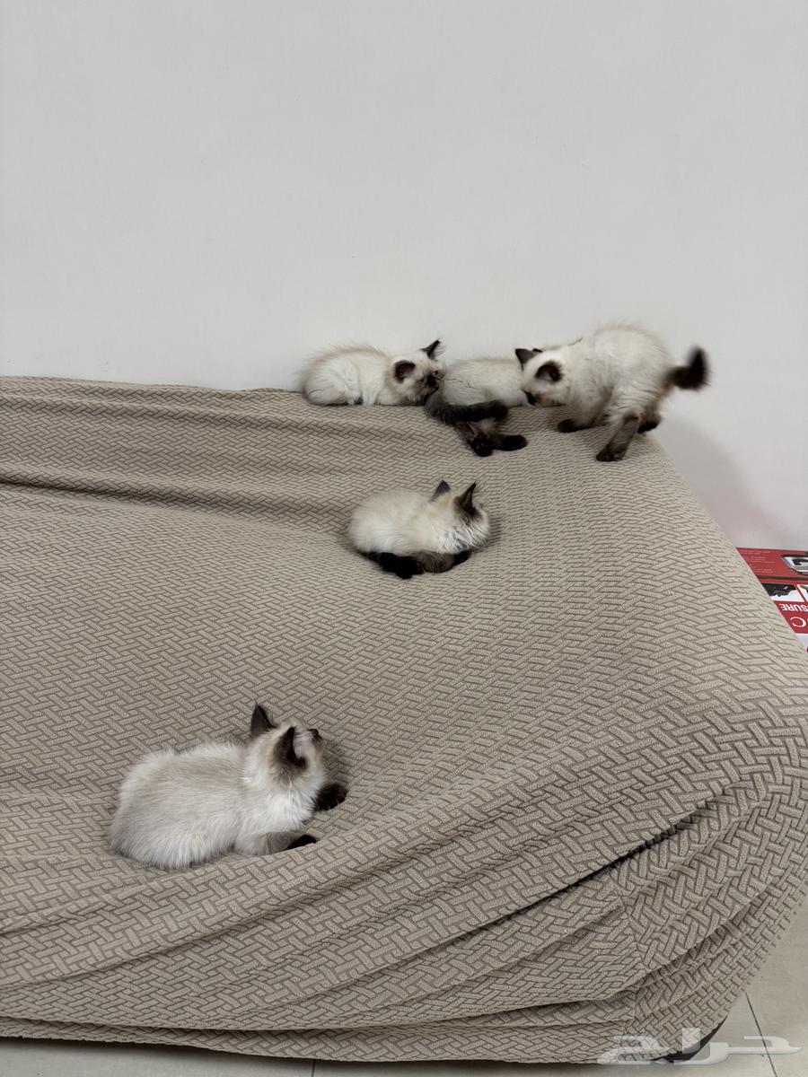 Kittens64500394932611113