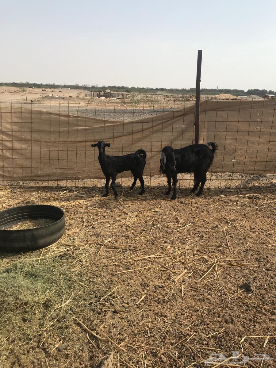 ماعز للبيع64500713750145111