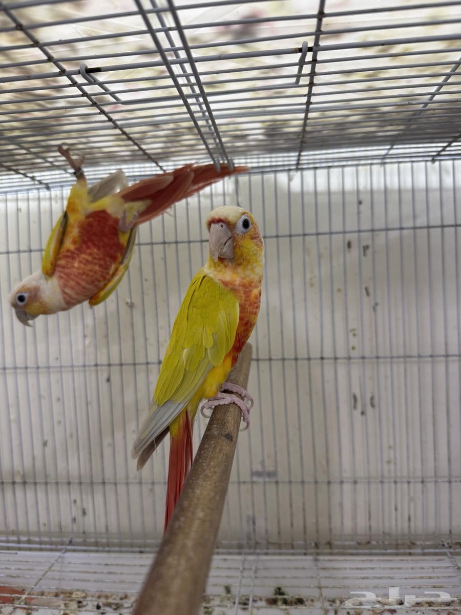 جوز صن شك تم البيع خارج الموقع64496516332547110