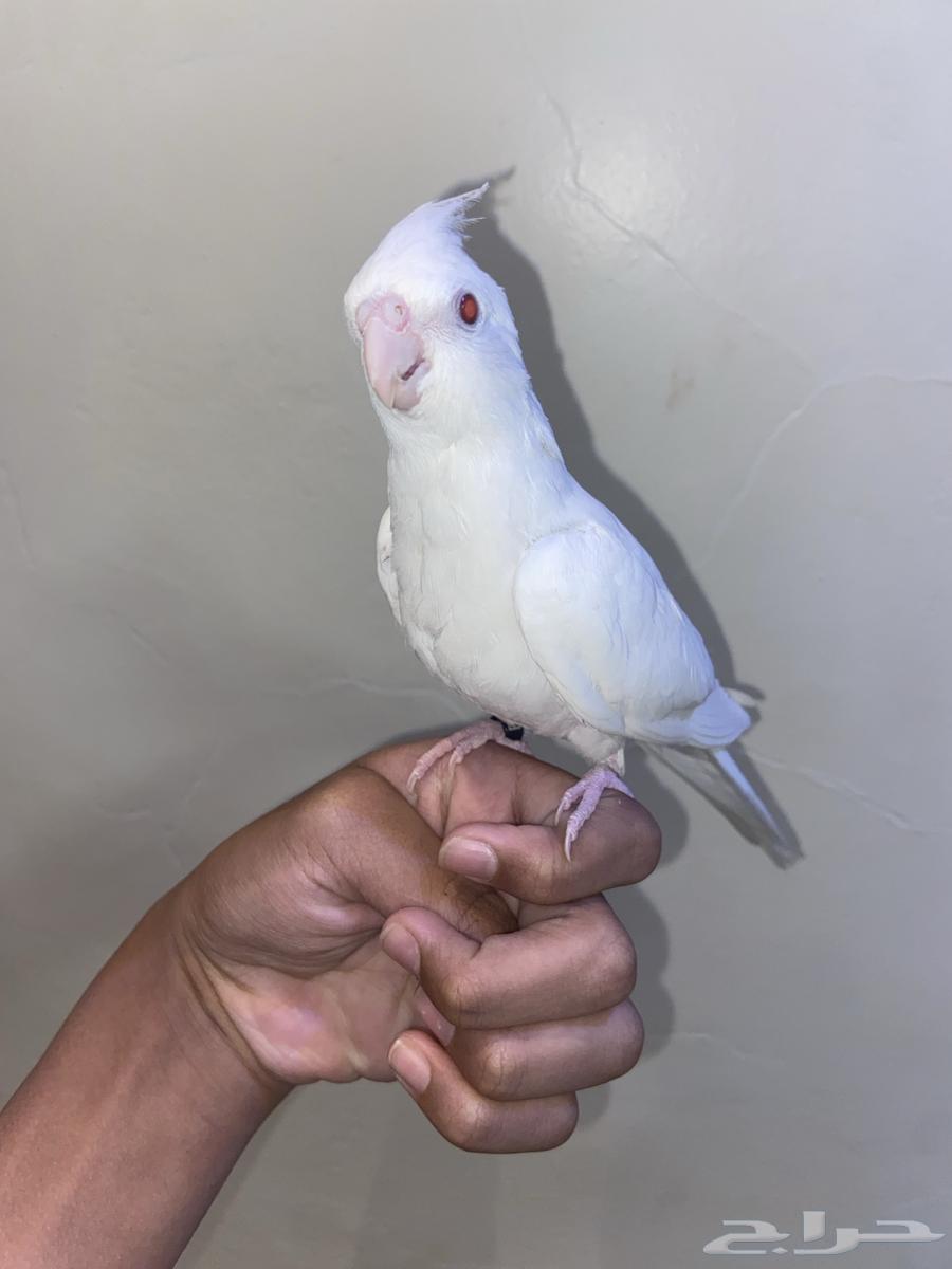 Albino Crow64498354562433112