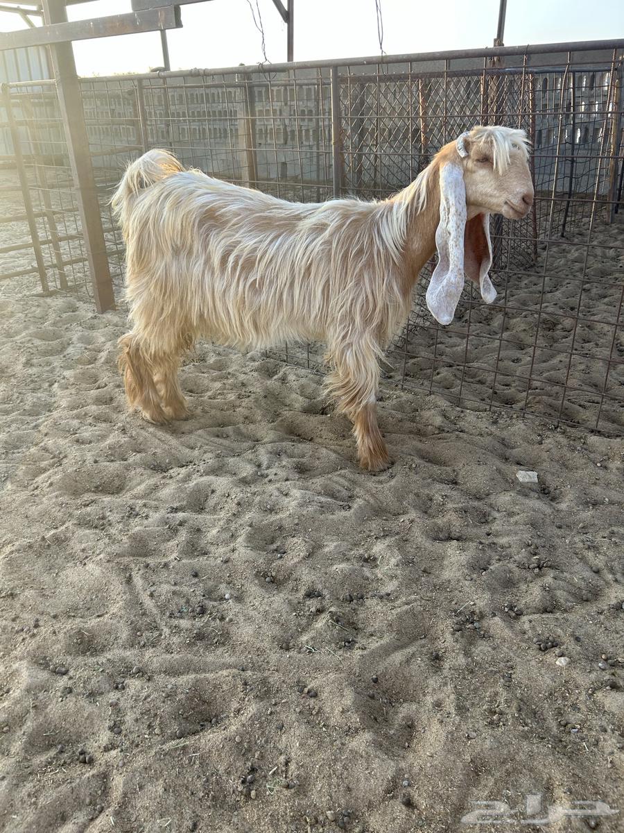 للبيع عنز صفرا جذعه طيبه ..تم البيع64500298371457110