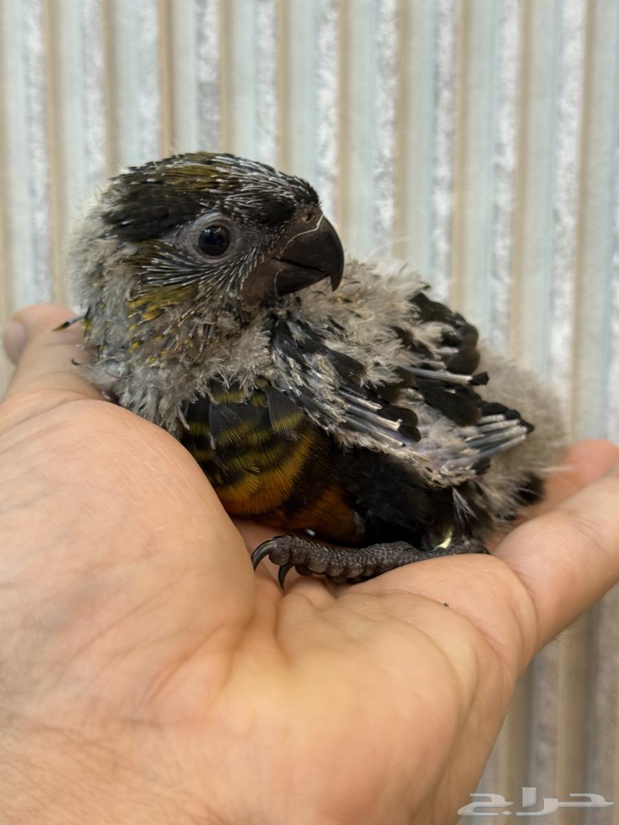 فرخ دوسكي لوري - صن كنيور64502707328386110