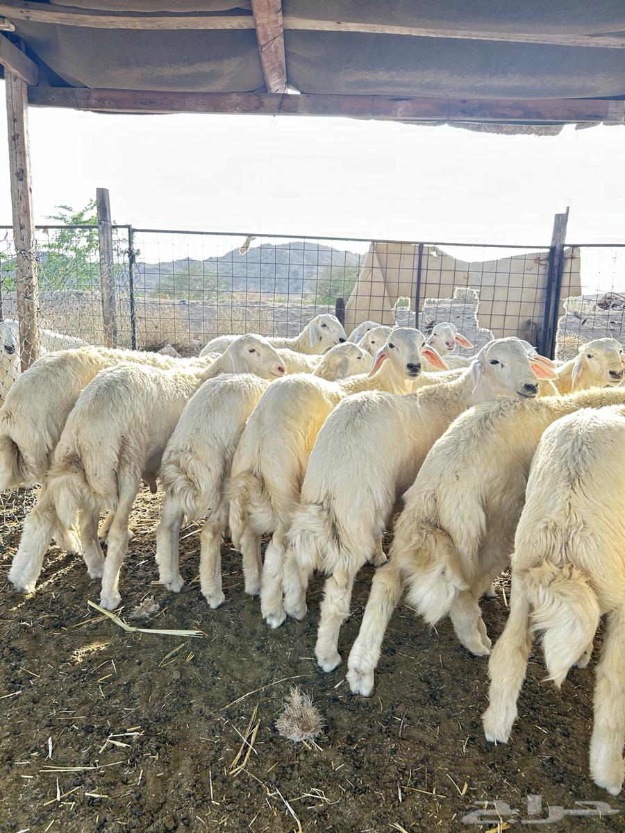 ذبايح حريه طليان و رخال64497689561731113