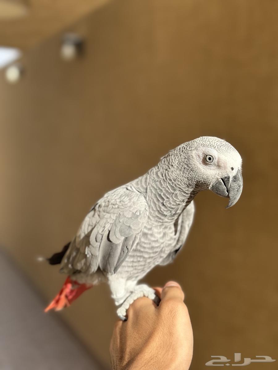 Sold rooster with distinctive casque, only 11 months old64500077856386110