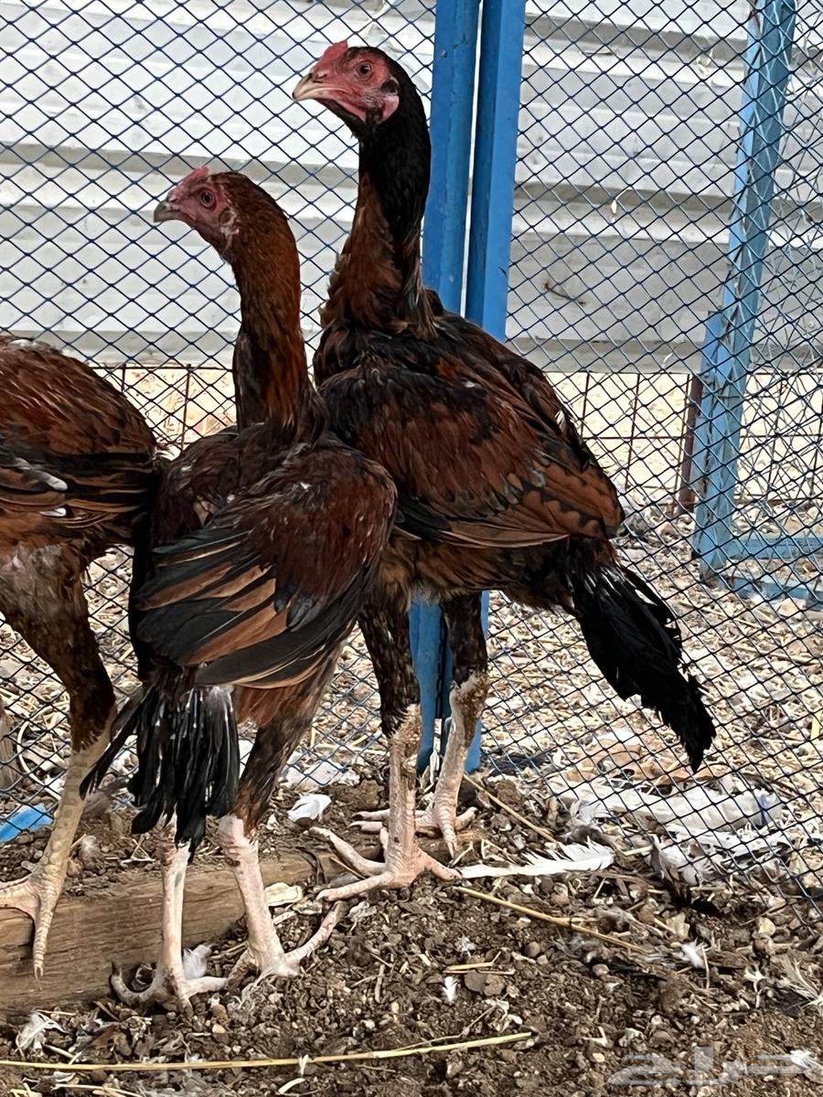 فروخ سندي صافيه64502152453377110