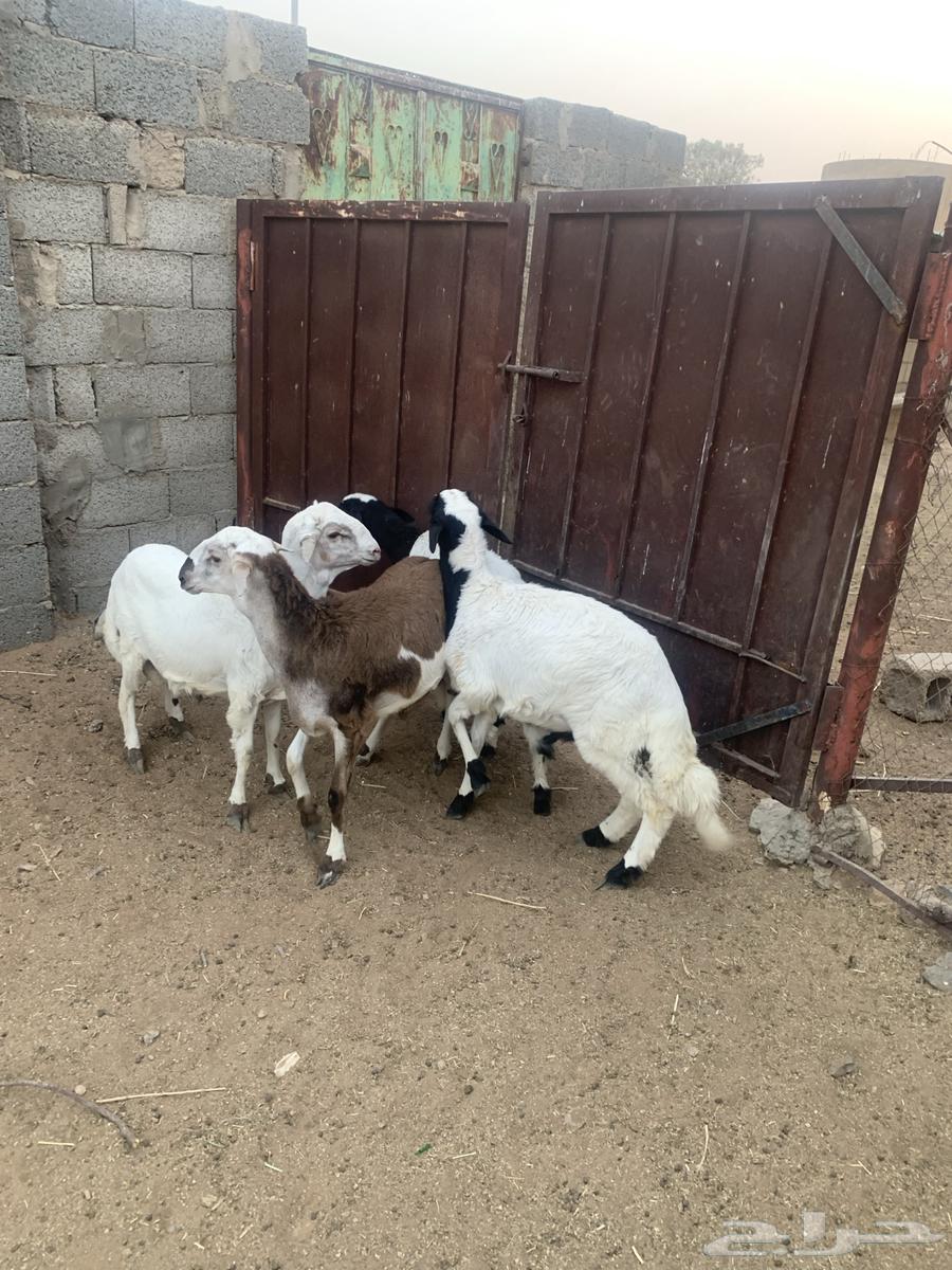 طليان لبيع العدد 464500644074627113