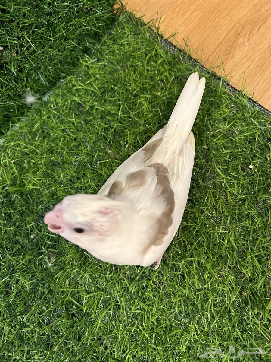 فرخ كروان مميز ( تم البيع )64497207232513114