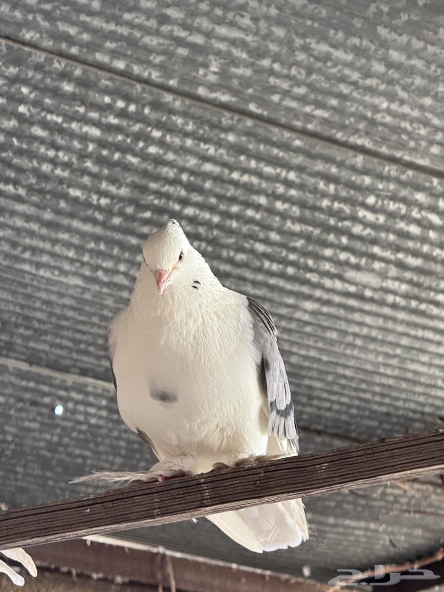 للبيع حمام ايراني64497290067073114