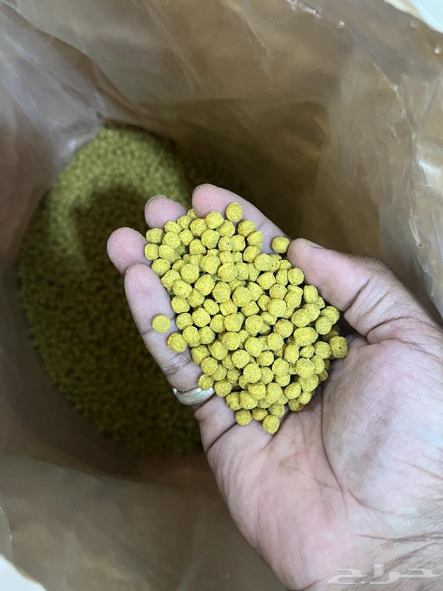 اكل ببغاء يومي افيماكس64501118747265112