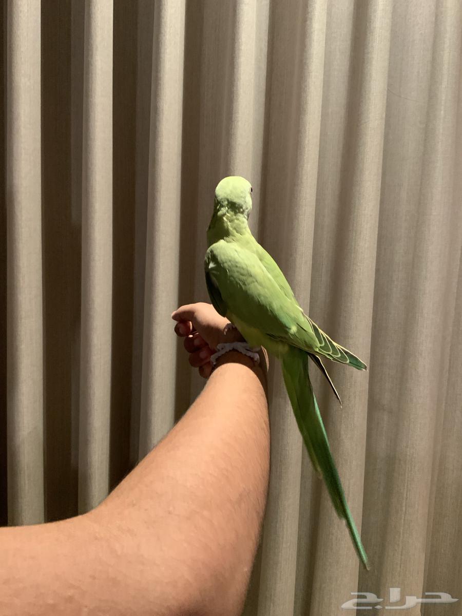 فرخ دره اخضر هندي64502556459523114