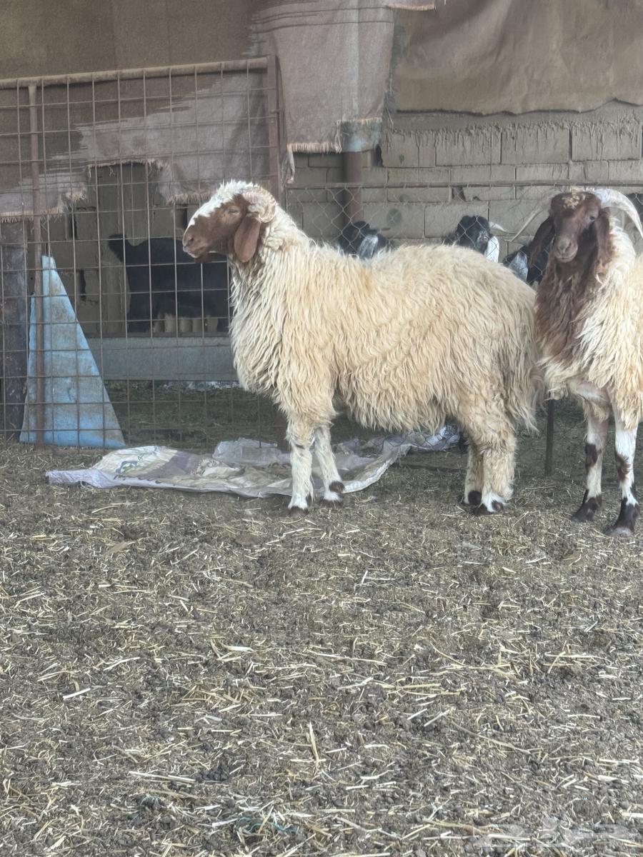 خرفان نعيم فاخر64499131922178111