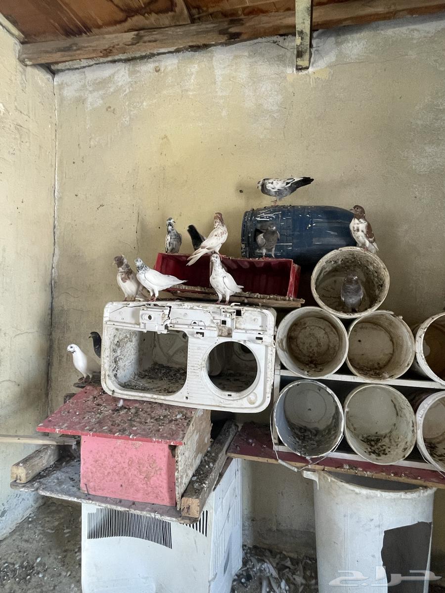 For sale, fancy pigeon64497027463554113