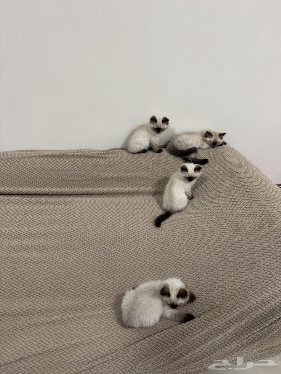 Kittens64500394932611110