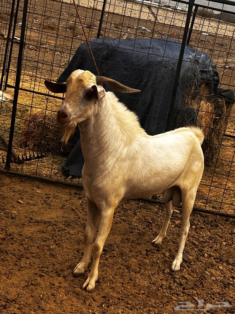 تيس للبيع بيشي64500022326145112