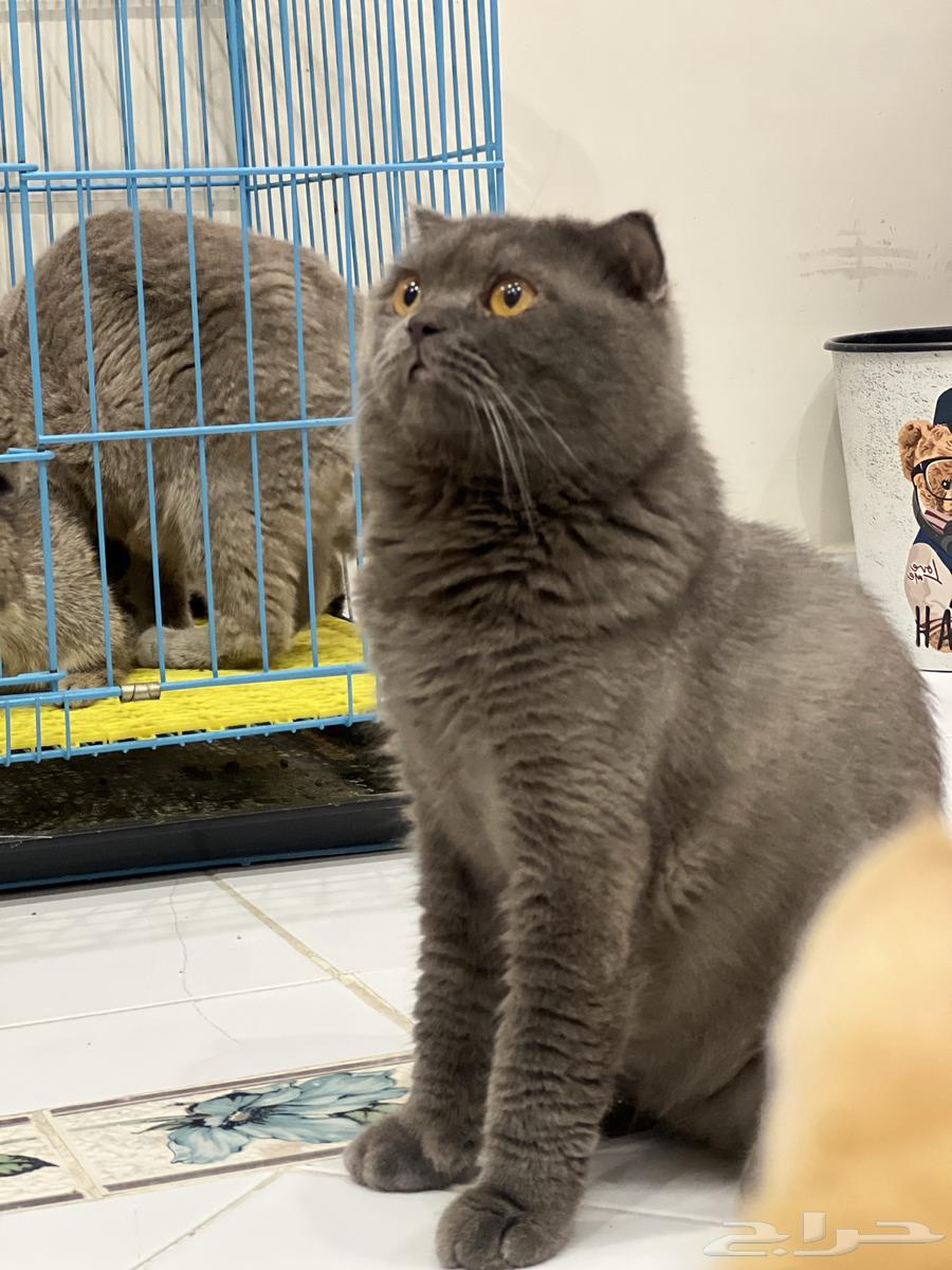 Scotch Fold Breeding Cats64501409249666110