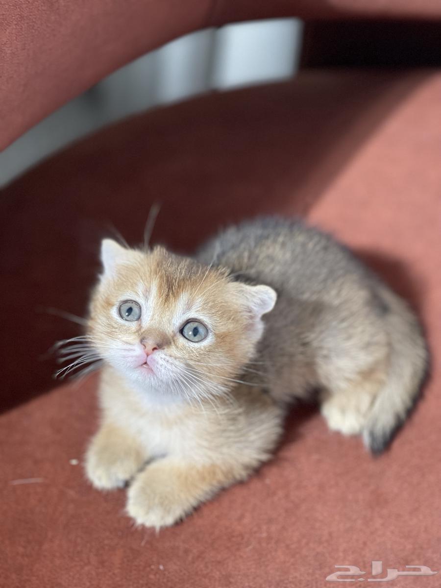 Scottish cats for sale, imported from breeders at a kitten price64501788953730112