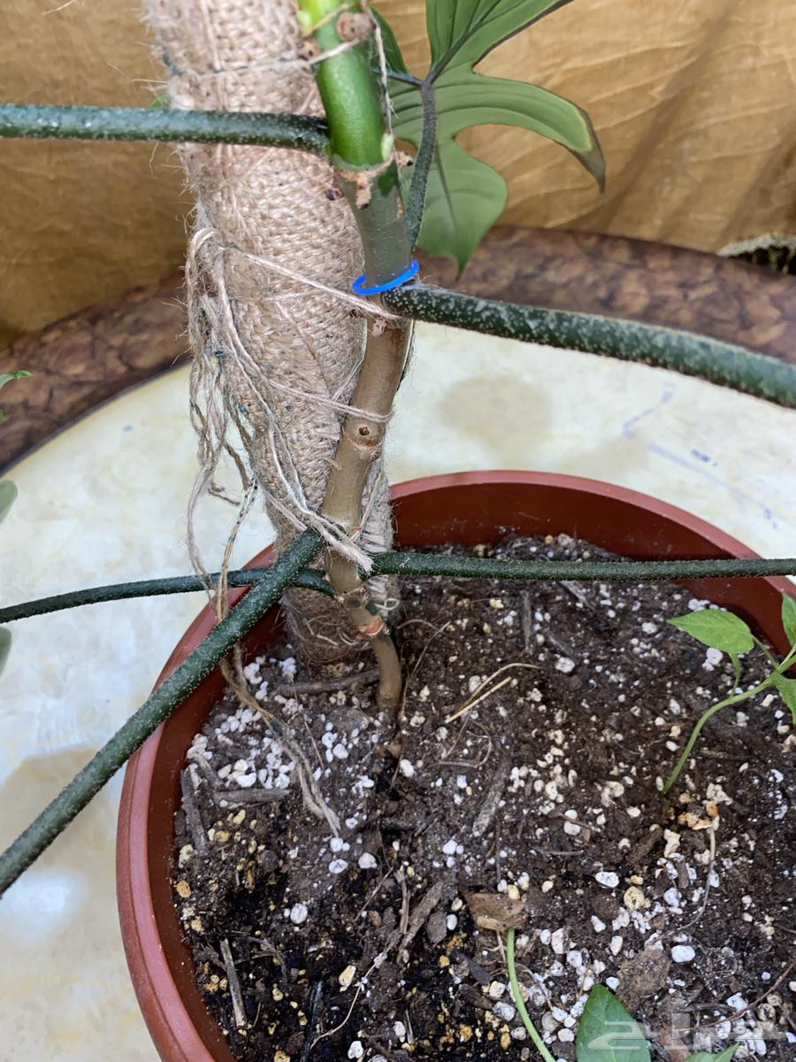 نبات داخلي مميز64501571757569114