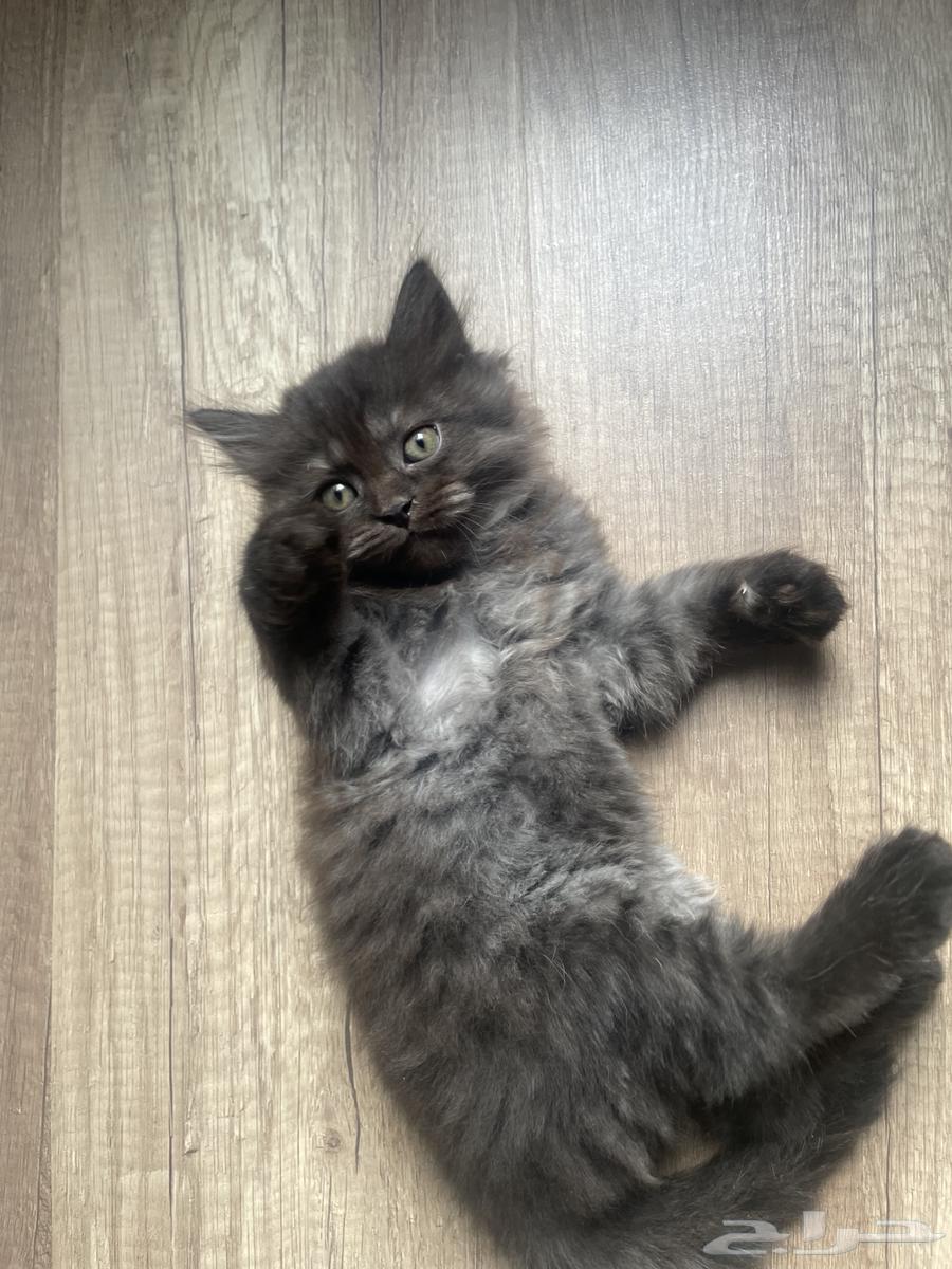 كيتن للبيع64498784540803112