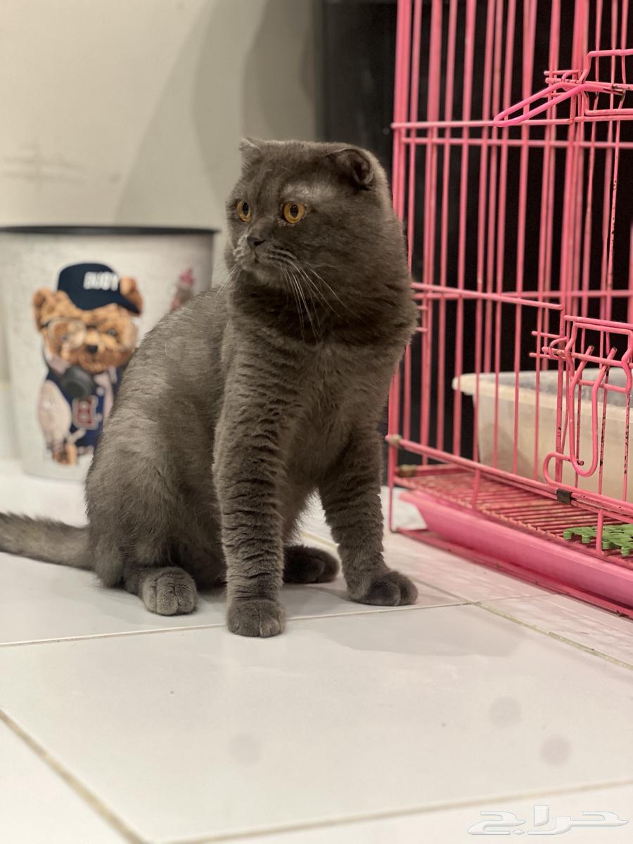 Scotch Fold Breeding Cats64501409249666111