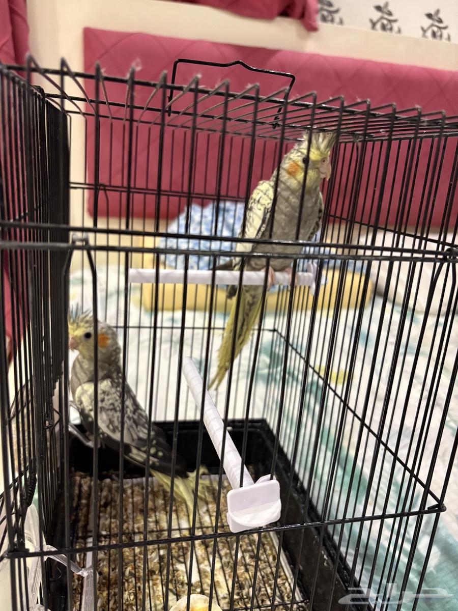 زوج كروان للبيع64498618987010113