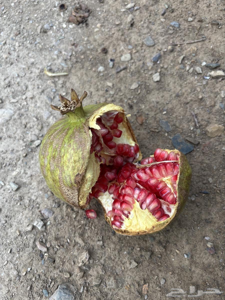 رمان طبيعي للبيع64500435700483113