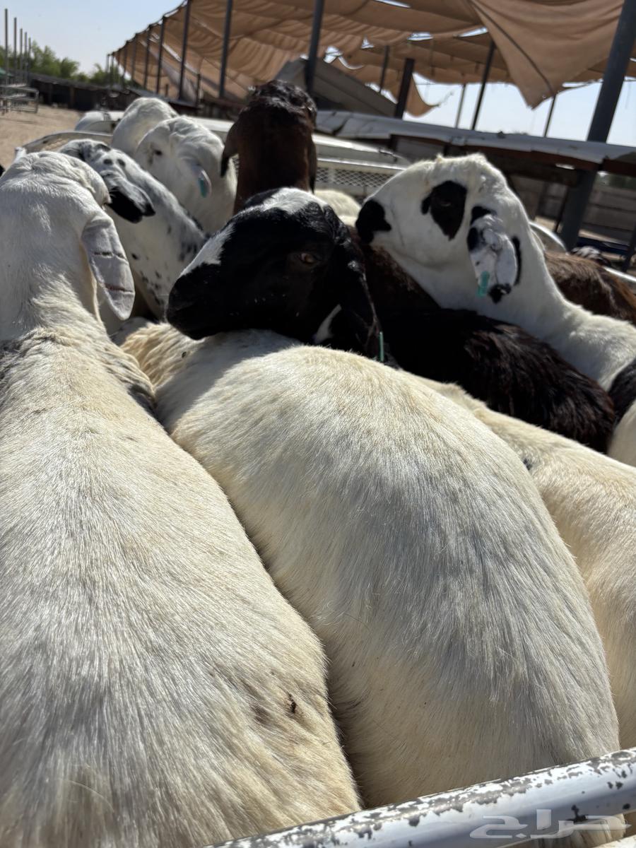 خرفان سواكن تربيه ميه بالميه64497703468545114