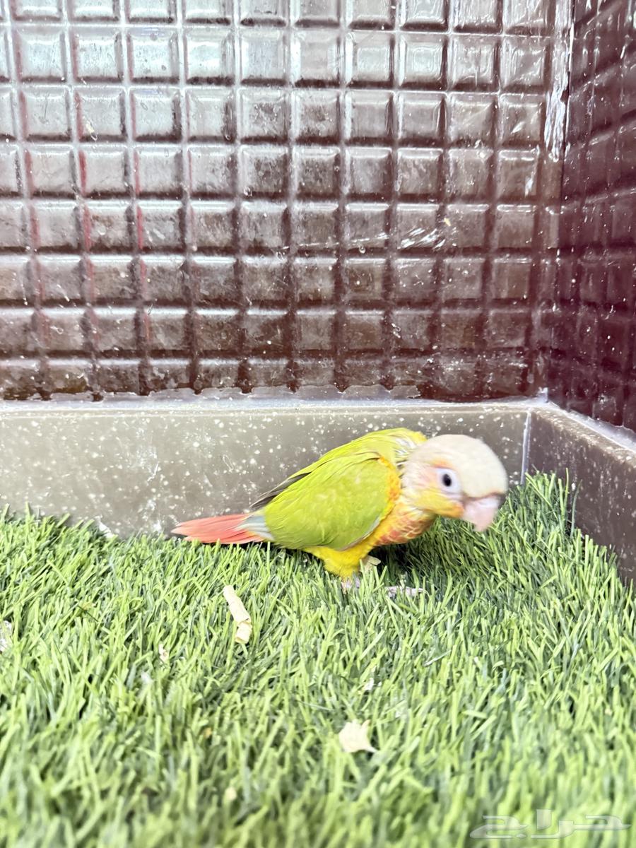 Froukh Keniour64499297884929113