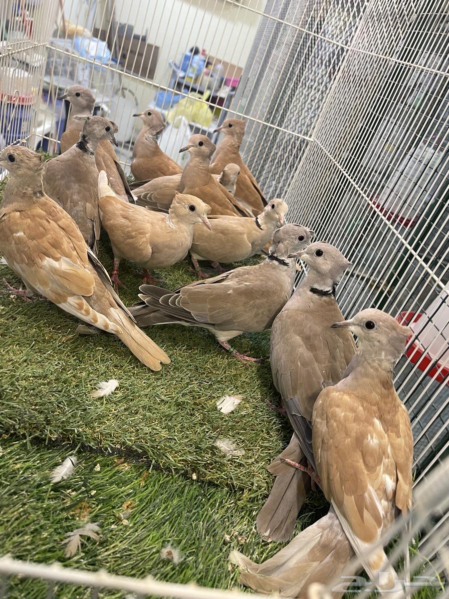 Yakareem Qarzel Double Crest64498536456707114