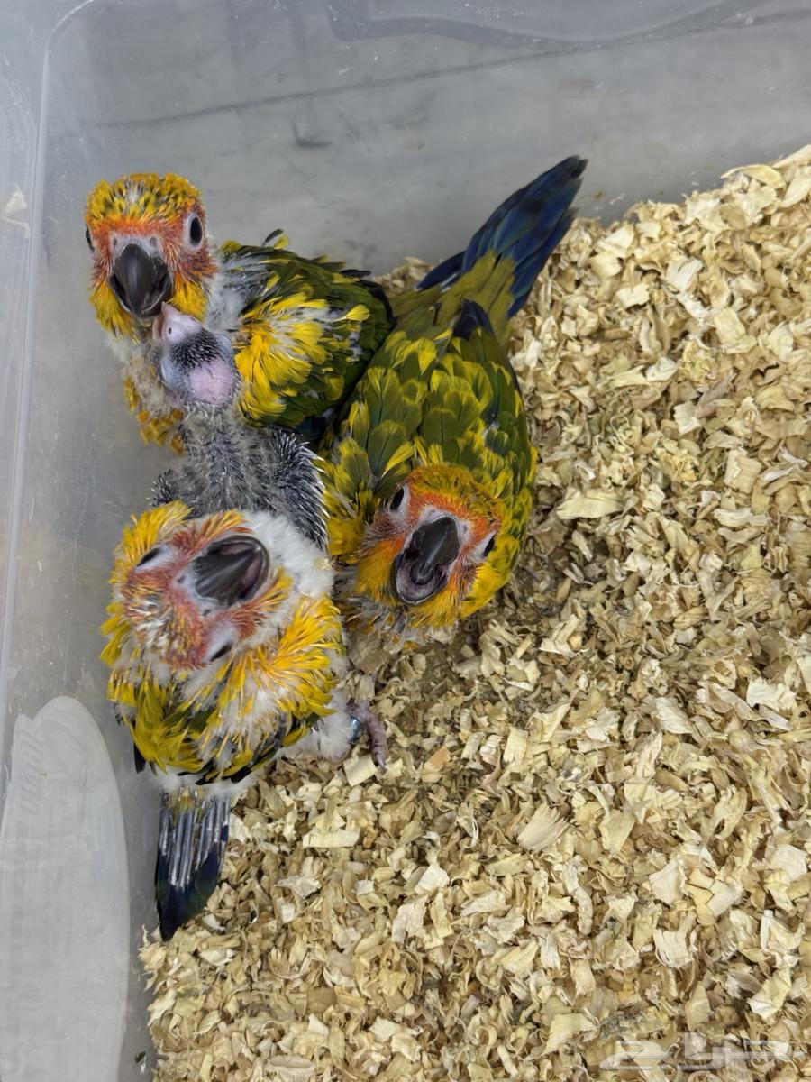 فرخ دوسكي لوري - صن كنيور64502707328386114