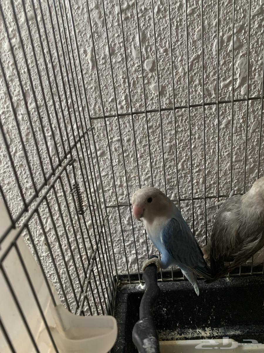 جوز روز منتج والبيع مستعجل السوم من 20064502680006914114