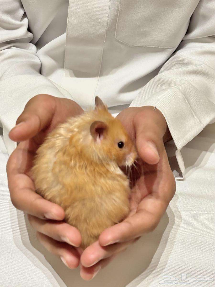 هاميستر للتواصل واتس اب64502060225026110