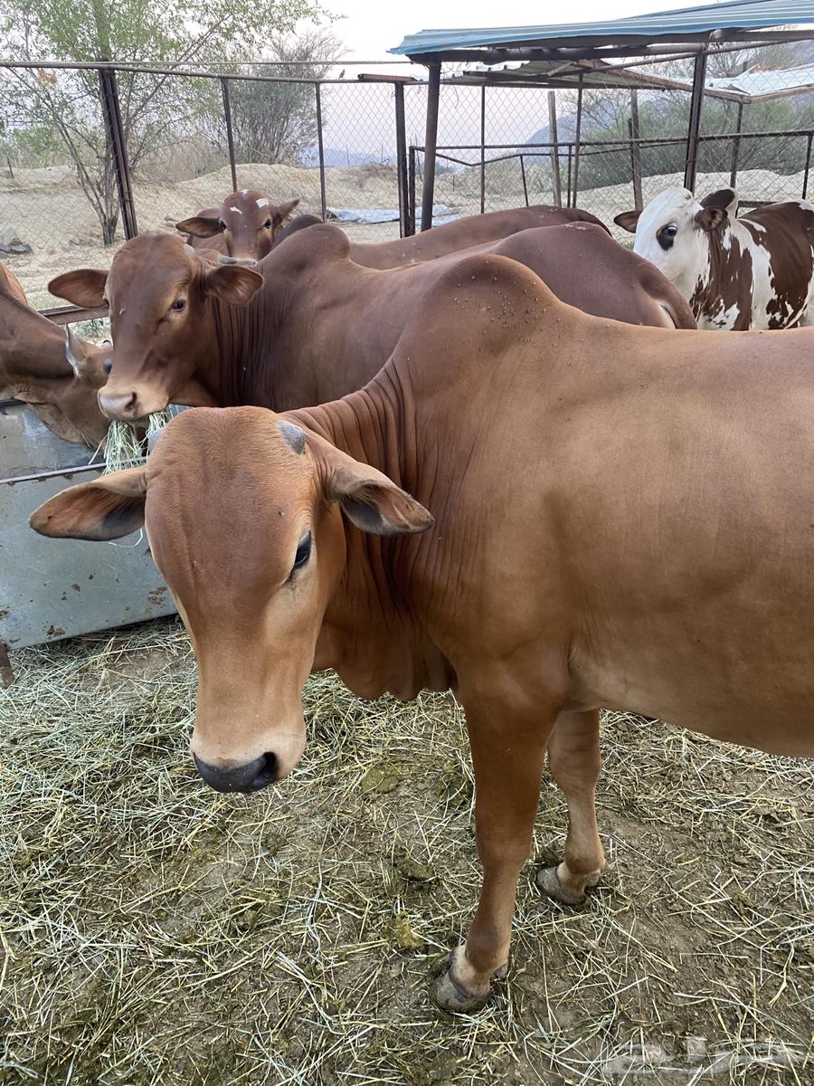 حسلان بلدي للبيع المخواة64500853707906110