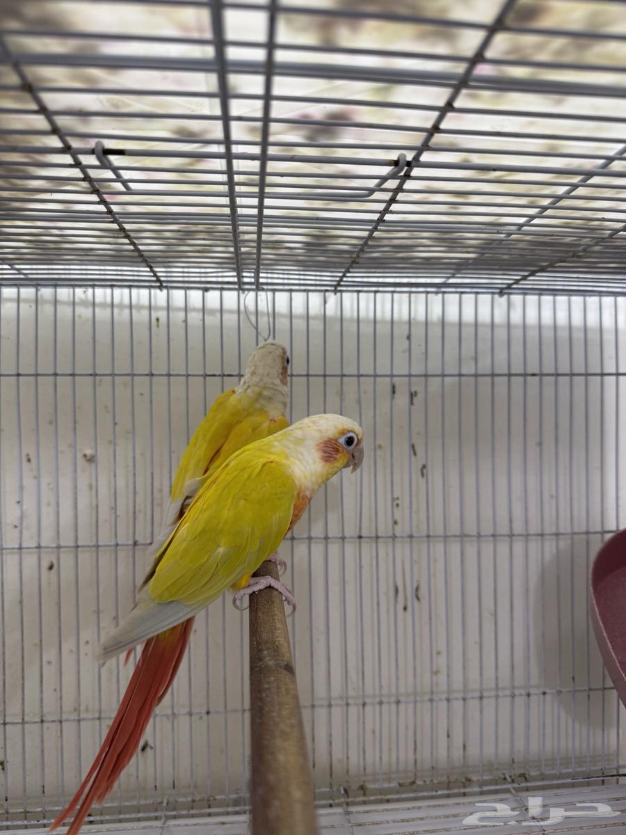 جوز صن شك تم البيع خارج الموقع64496516332547112