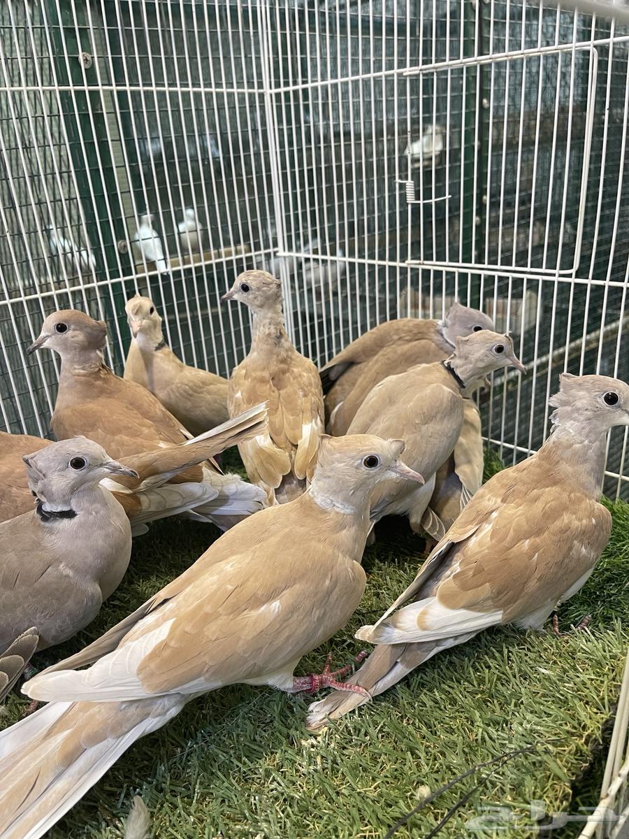 Yakareem Qarzel Double Crest64498536456707111