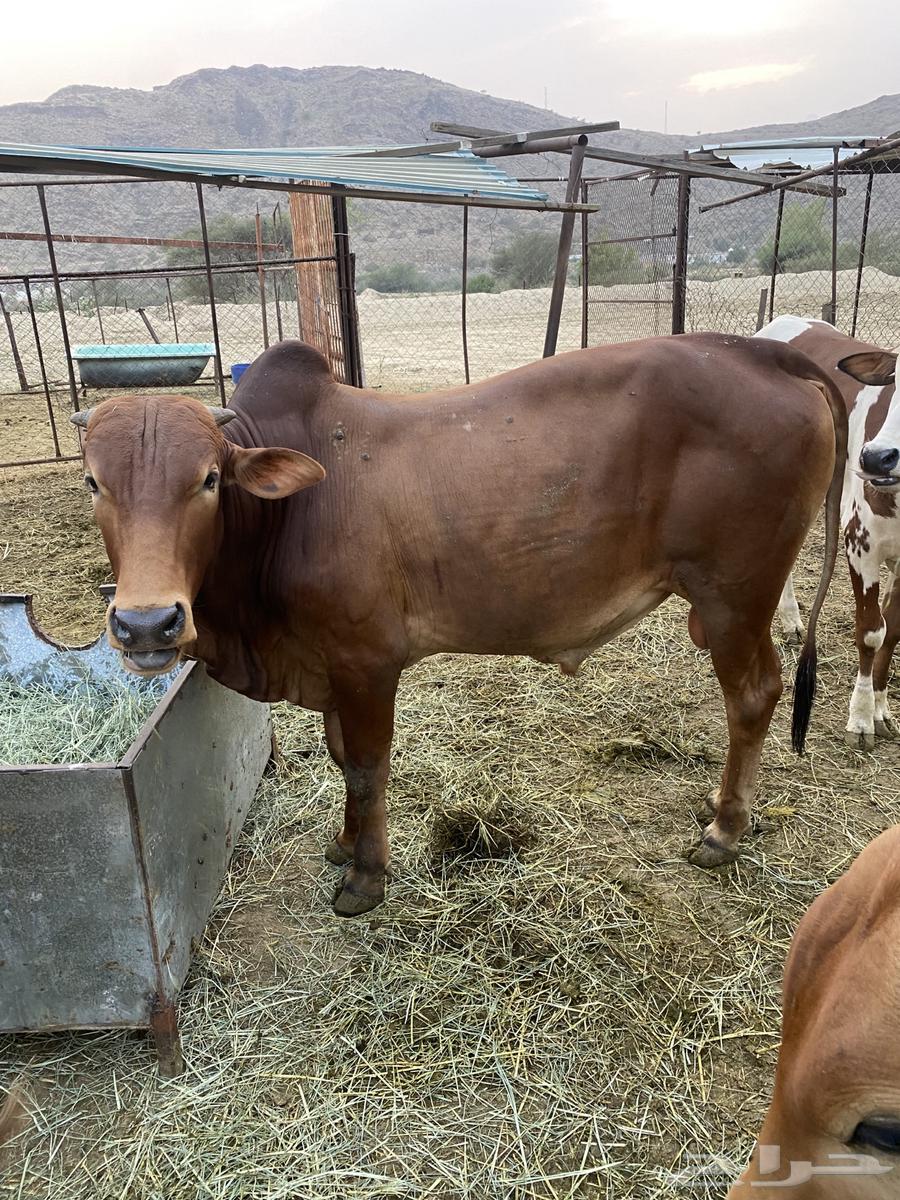 حسلان بلدي للبيع المخواة64500853707906112