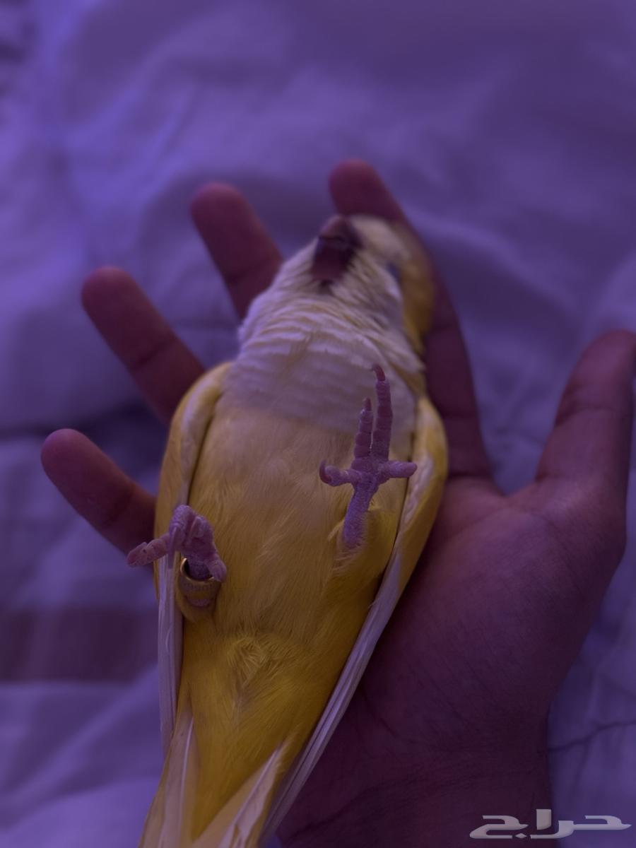 Cute Latino Quaker with internal and external crest64501090883458114