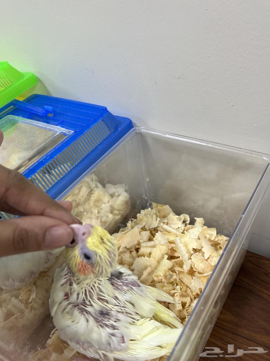 فروخ كروان هاف بايد ( تم البيع )64498826078595112