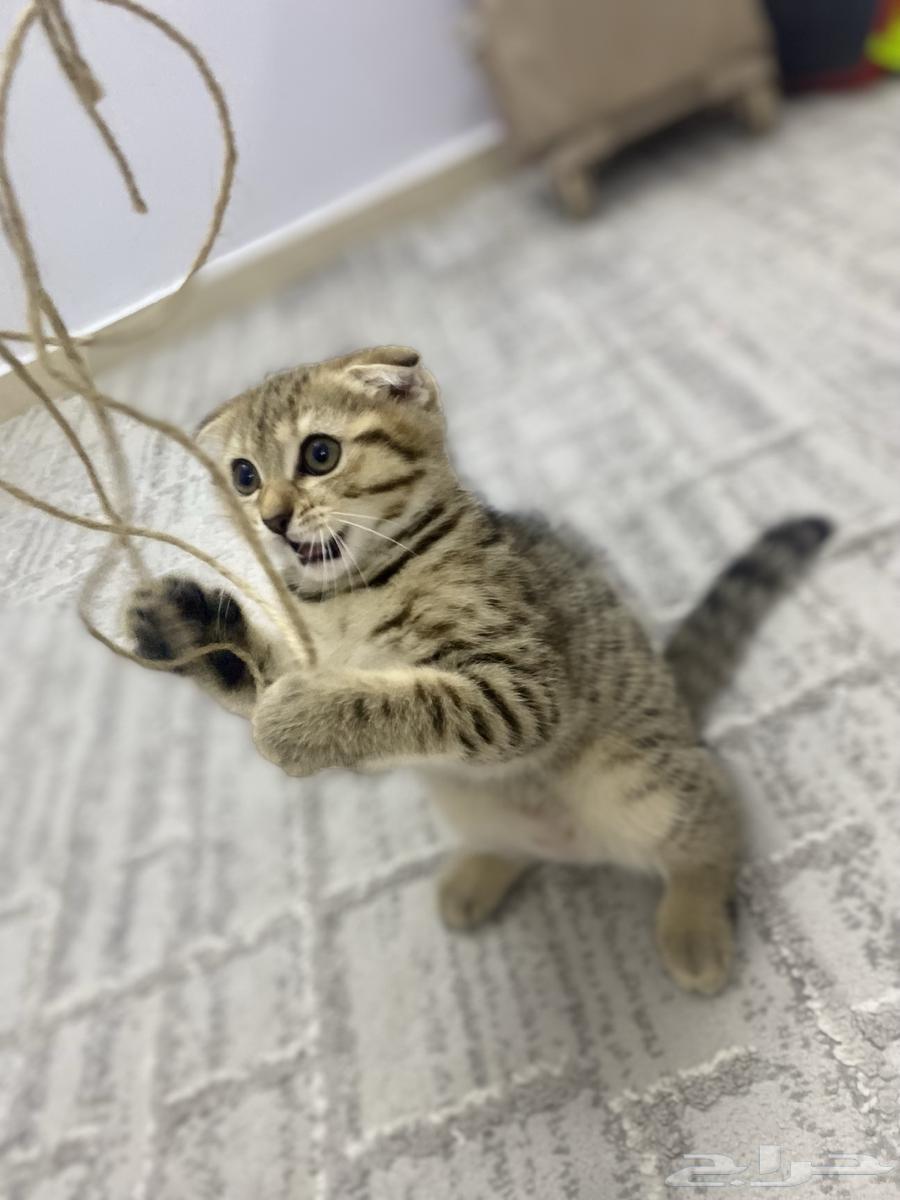 سكوتش فولد نادرة تابي لون تايقر منقطة64501243377410113