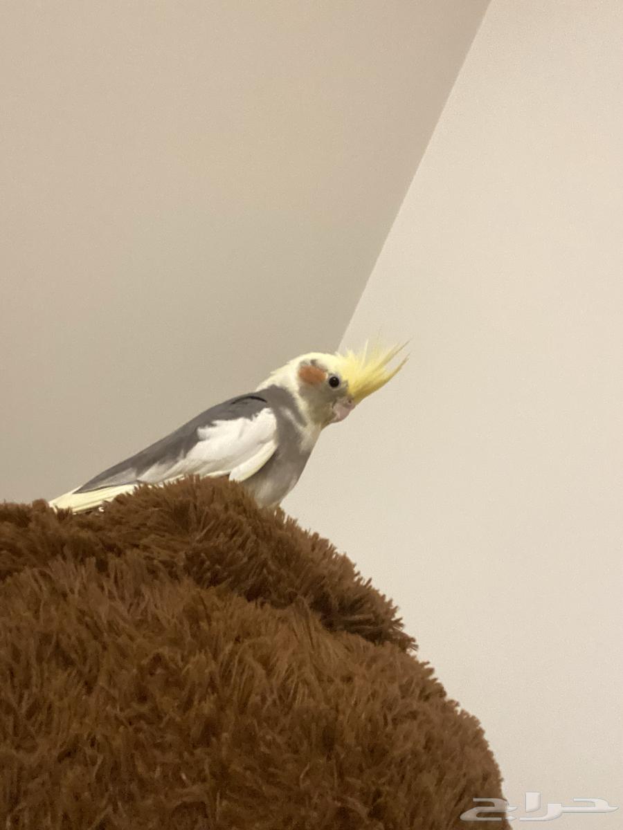 Crowan Bird64500077872513113