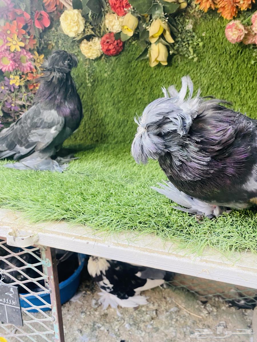 للبيع بخاره بلوشيك64497386075265113